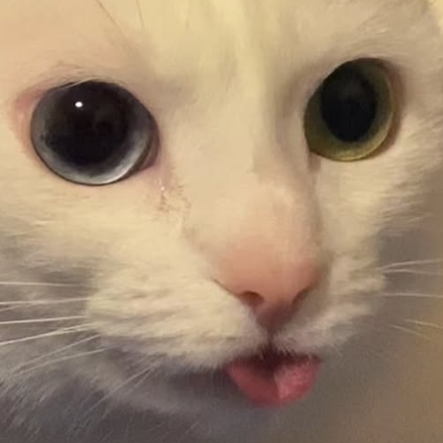 سرشیر و عسل